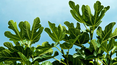Olivenbaum kaufen | Tojas Mediterraner Baumhandel | Feigenbäume Pflege